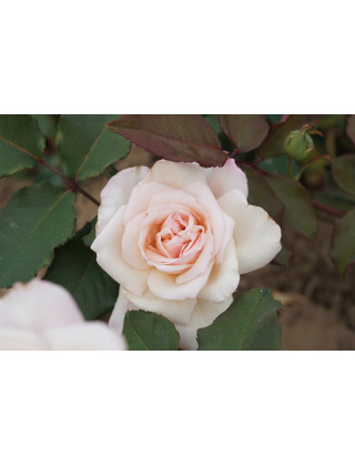 Rosiers Anciens Guillot® - Mme Falcot - ©Roses Guillot®