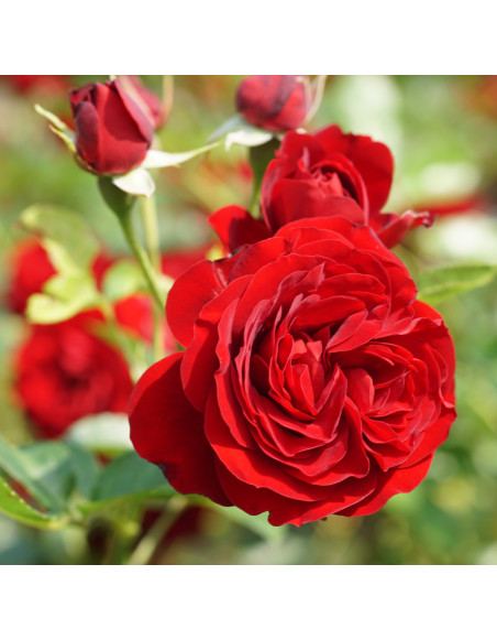 Rosier Terre de Roses® - Rose Brouilly - ©Roses Guillot®