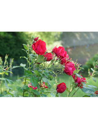 Rosier Terre des Roses® - Rouge de Chamagnieu - ©Roses Guillot®