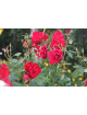 Rosier Terre des Roses® - Rouge de Chamagnieu - ©Roses Guillot®