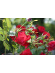 Rosier Terre de Roses® - Rouge de Chamagnieu - ©Roses Guillot®