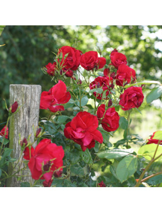 Rosier Terre des Roses® - Rouge de Chamagnieu - ©Roses Guillot®