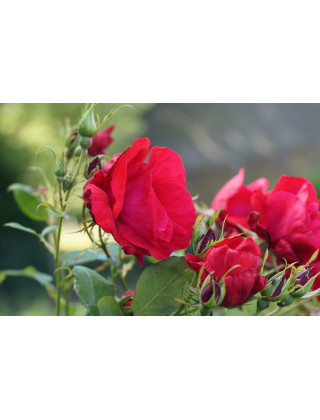 Rosier Terre des Roses® - Rouge de Chamagnieu - ©Roses Guillot®