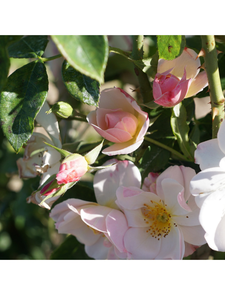 Rosier ancien - Sourire d'Orchidée - ©Roses Guillot®