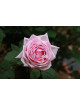 Rosier ancien Guillot® - La France