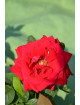 Rosier Guillot® Grandes Fleurs - Red Masterpiece®