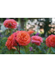 Rosier Guillot® Générosa® -  Emilien Guillot® - ©Roses Guillot®