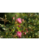 Rosier Générosa® - Madame de Staël - ©Roses Guillot®