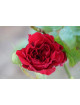 Rosier Générosa® - Michel Jonasz - ©Roses Guillot®