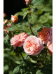 Rosier Générosa® - Paul Bocuse - ©Roses Guillot®