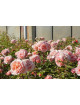 Rosier Générosa® - Paul Bocuse - ©Roses Guillot®