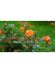 Rosier Générosa® Guillot® - Valérie de Montgolfier®