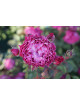 Rosier Generosa® - Ventilo - ©Roses Guillot®