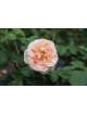 Rosier Générosa® - Véronique B - ©Roses Guillot®