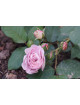 Rosier Guillot® Générosa® - Florence Delattre -©Roses Guillot®