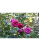 Rosier Générosa® Grimpant - Rose Salma Es-Said - ©Roses Guillot®