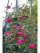 Rosier Générosa® Grimpant - Rose Salma Es-Said - ©Roses Guillot®