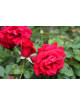 Hybrides de Thé Guillot® - Proud Land - ©Roses Guillot®