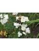 Rosier ancien Guillot® - Pâquerette - ©Roses Guillot®