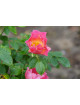 Rosier Fleurs groupées Guillot® - Edouard Guillot® - ©Roses Guillot®