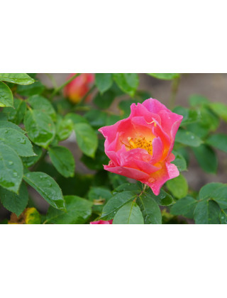 Rosier Terre des Roses® - Edouard Guillot® - ©Roses Guillot®