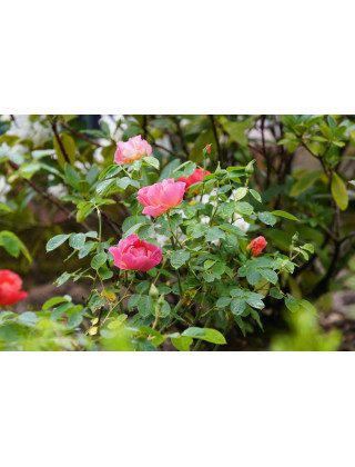 Rosier Terre des Roses® - Edouard Guillot® - ©Roses Guillot®