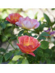 Rosier Fleurs groupées Guillot® - Edouard Guillot® - ©Roses Guillot®