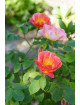 Rosier Fleurs groupées Guillot® - Edouard Guillot® - ©Roses Guillot®