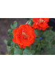 Rosier Terre des Roses® - Laure Charton® - ©Roses Guillot®
