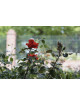 Rosier Terre de Roses® - Laure Charton® - ©Roses Guillot®