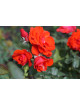 Rosier Terre de Roses® - Laure Charton® - ©Roses Guillot®