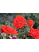 Rosier Terre des Roses® - Laure Charton® - ©Roses Guillot®