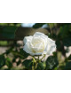 Rosier Terre des Roses® - grimpant - Lace Cascade® - ©Roses Guillot®