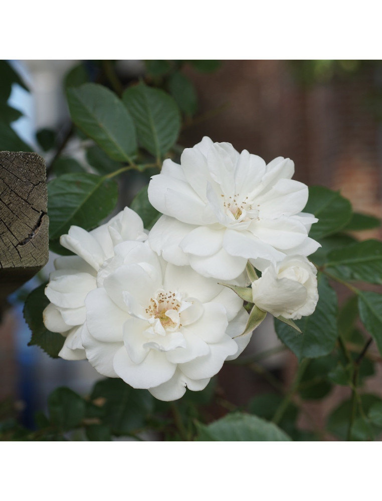 Rosier Terre des Roses® - grimpant - Lace Cascade® - ©Roses Guillot®