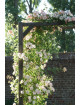 Rosier grimpant ancien - Phyllis Bide- ©Roses Guillot®
