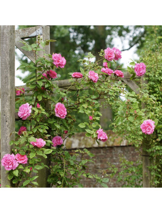 Rosier grimpant ancien - Zéphirine Drouhin - ©Roses Guillot®