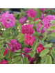 Rosier Terre des Roses® - Demitasse® - ©Roses Guillot®