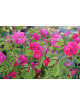 Rosier Terre des Roses® - Demitasse® - ©Roses Guillot®