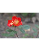 Hybrides de Thé Guillot® - Petite Perfection - ©Roses Guillot®