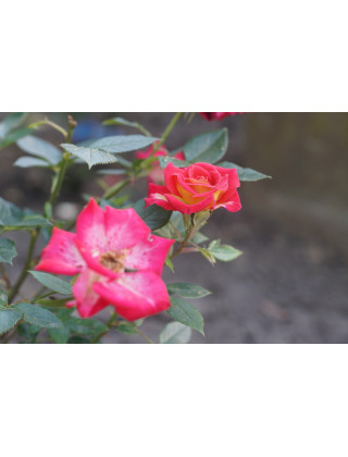 Hybrides de Thé Guillot® - Petite Perfection - ©Roses Guillot®