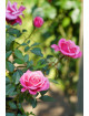 Rosier Hybrides de Thé Guillot® - Raspberry Punch - ©Roses Guillot®