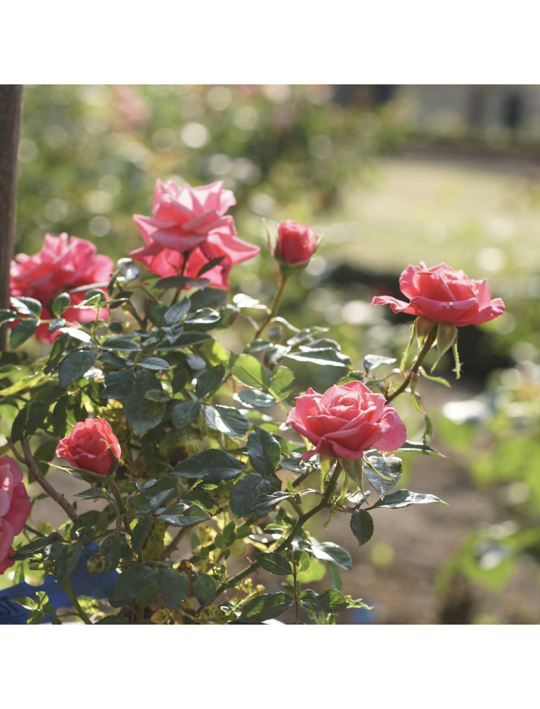 Rosier Hybrides de Thé Guillot® - Raspberry Punch - ©Roses Guillot® Rosier Hybrides de Thé Guillot® - Raspberry Punch - ©Roses Guillot®