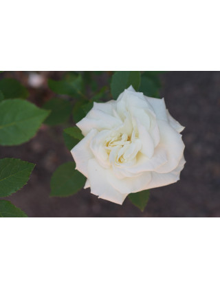 Rosier ancien Guillot® - Gloire Lyonnaise - ©Roses Guillot®