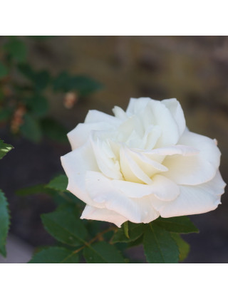 Rosier ancien Guillot® - Gloire Lyonnaise - ©Roses Guillot®