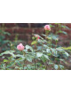 Rosier ancien - Pink Gruss An Aachen