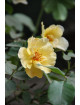 Rosier fleurs groupées Guillot® - Souvenir de Robert Schuman®