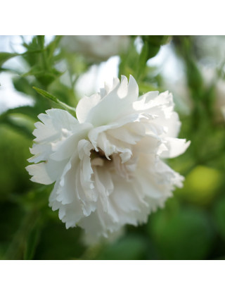 Rosier ancien - White Grootendorst