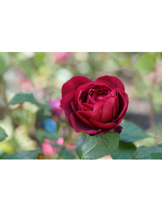 Rosier Guillot® Générosa® - Rose Bicentenaire de Guillot®