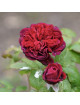 Rosier Guillot® Générosa® - Rose Bicentenaire de Guillot®