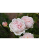 Rosier Guillot® Générosa® - Carméline 